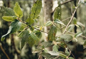 Pomaderris aspera - Hazel Pomaderris
