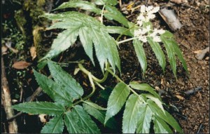 Sambucus gaudichaudiana - White Elderberry