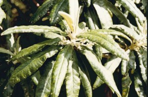 Bedfordia arborescens -Blanket-leaf