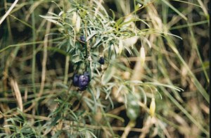 Billardiera longifolia - Purple Apple-berry