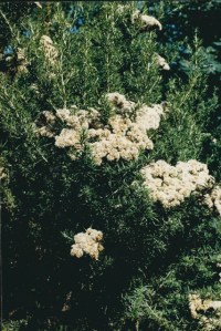 Cassinia aculeata -Common Cassinia