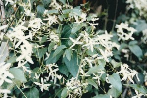 Clematis glycinoides - Forest Clematis