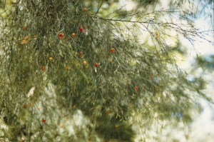 Exocarpos cupressiformis -Cherry Ballart