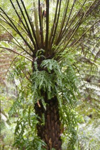 Tree Fern