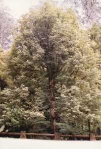 Nothofagus cunninghamii - Myrtle Beech