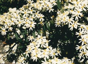Oleria phlogopappa - Dusty Daisy-bush