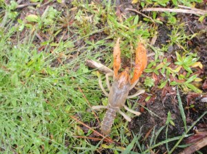 Burrowing Crayfish