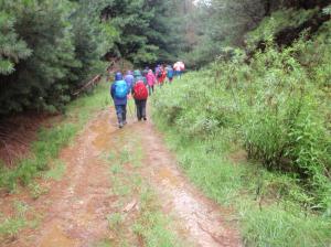 Boring Pine Plantation Bit