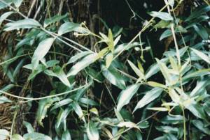 Parsonia brownii - Twining Silkpod