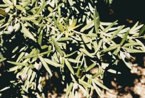 Pittosporum bicolor - Banyalla