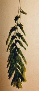 Polyphlebium venosum - Veined Bristle Fern