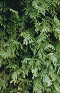 Polyphlebium venosum - Veined Bristle Fern
