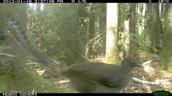 Superb Lyrebird - Menura novaehollandiae