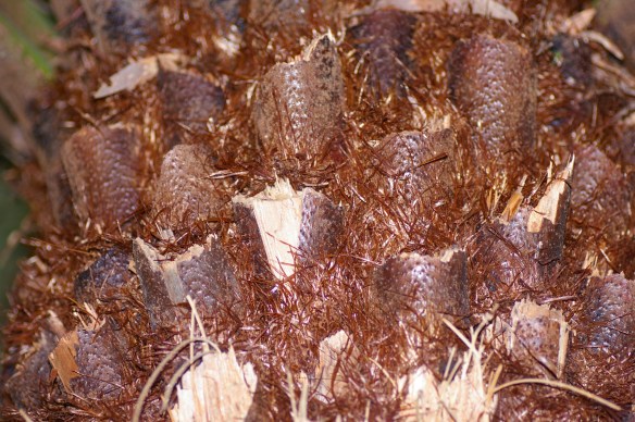 Cyathea australis - Rough tree-fern (8) Cyathea australis - Rough tree-fern