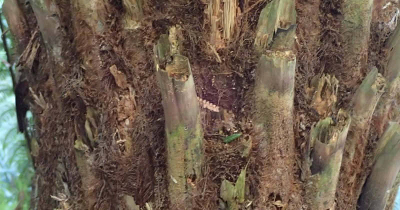 Dicksonia antarctica Soft tree-fern
