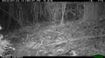 Antechinus