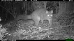 Brush-tailed Possum