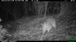 Long- nosed Bandicoot - Perameles nasuta
