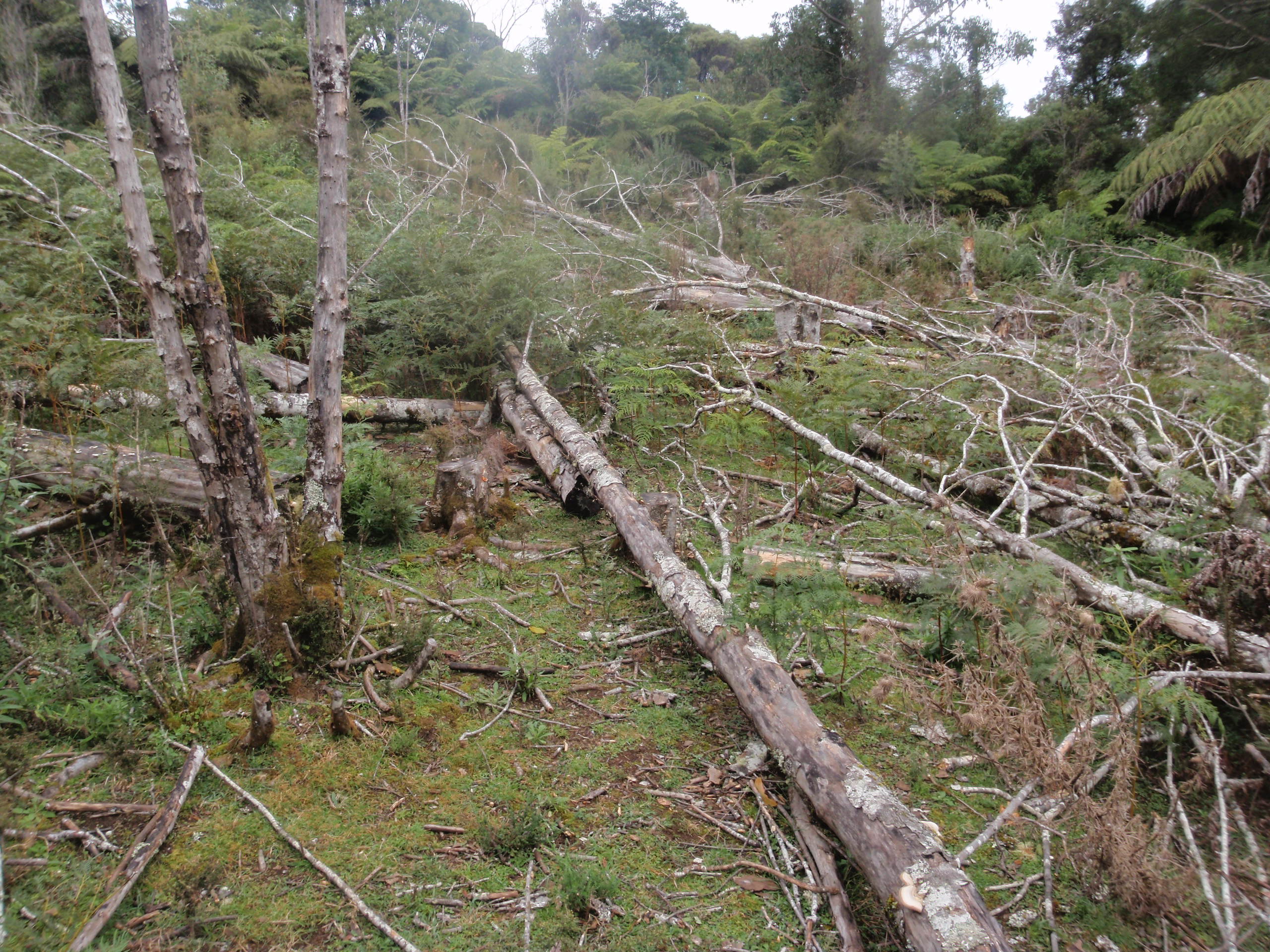 Rough terrain at Planting Site Rough terrain at Planting Site
