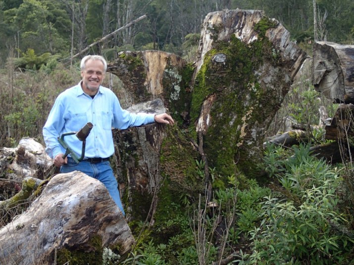 The Sentinel Mother Maple