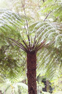 Cyathea australis - Rough tree-fern (13)