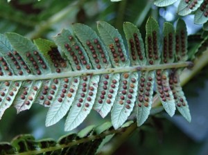 Cyathea australis - Rough tree-fern Sori