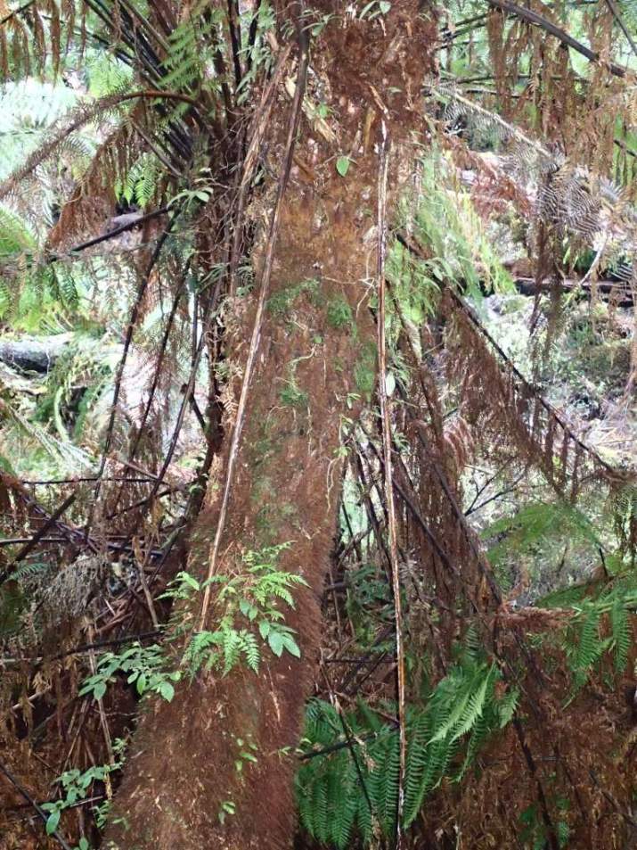 Dicksonia antarctica Soft tree-fern Dicksonia antarctica Soft tree-fern