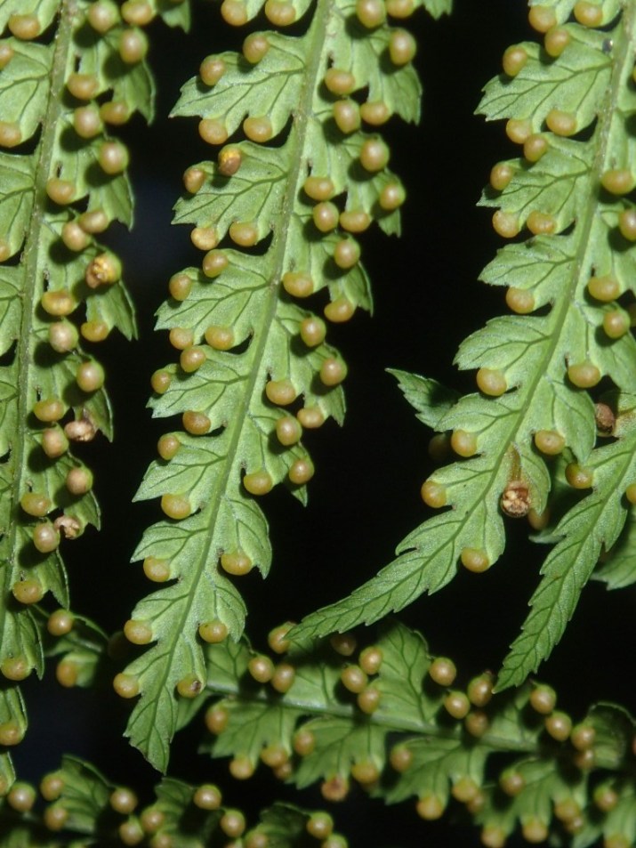 Dicksonia antarctica Soft tree-fern Sori Dicksonia antarctica Soft tree-fern Sori