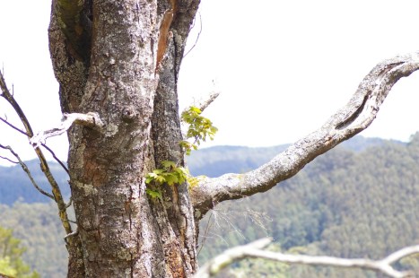 Sycamore Maple Resprout