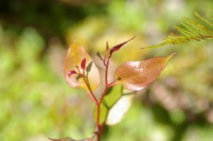 Eucalyptus regnans - Seedling