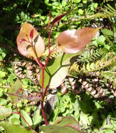 Fresh New Growth on Mountain Ash Seedling Fresh New Growth on Mountain Ash Seedling