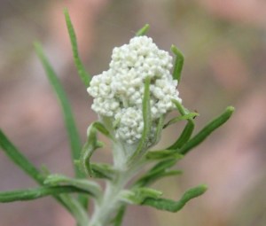Cassinia aculeata - Common Cassinia
