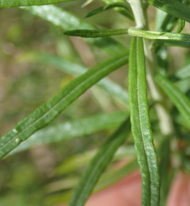 Cassinia longifolia - Shiny Cassinia