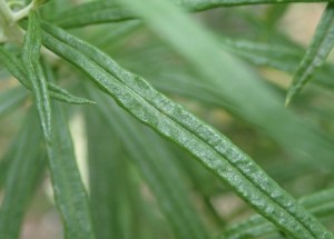 Cassinia longifolia - Shiny Cassinia