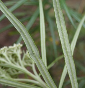 Cassinia longifolia - Shiny Cassinia