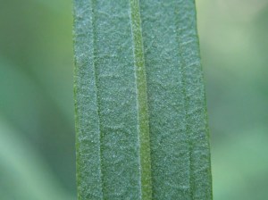 Cassinia trinerva - Three-veined Cassinia
