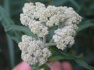 Cassinia trinerva - Three-veined Cassinia