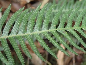 Doodia Aspera - Rasp Fern