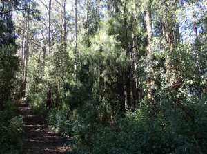 Exocarpos cupressiformis - Cherry Ballart