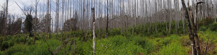 Panoramic View of the Grand Ridge Rd