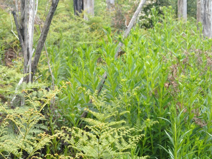 Close up view of the scrubby regrowth
