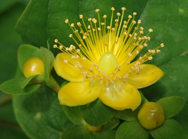 Hypercium androsaemum - Tutsan Hypercium androsaemum - Tutsan