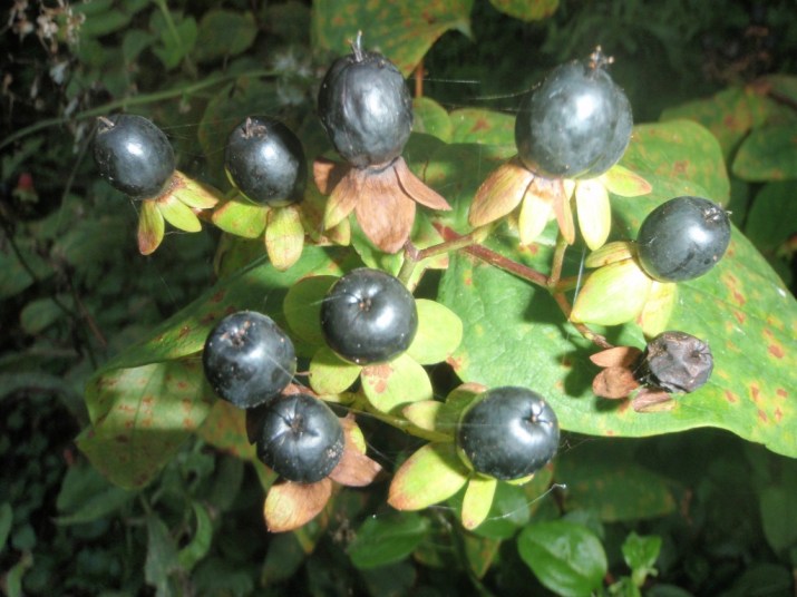 Hypercium androsaemum - Tutsan Hypercium androsaemum - Tutsan