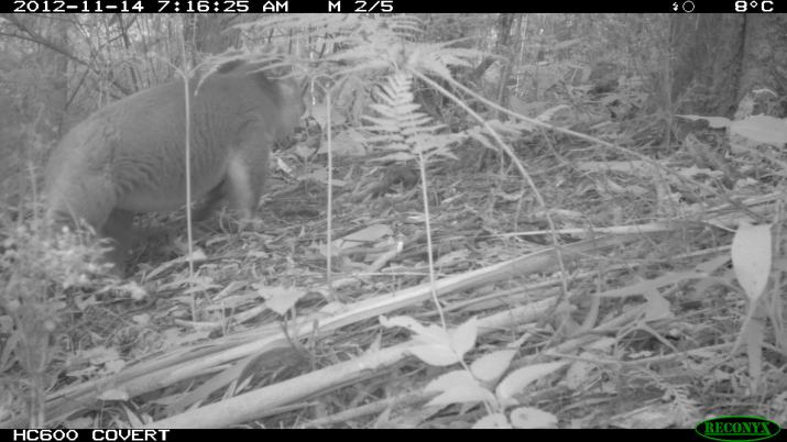 Koala at Tarra Bulga