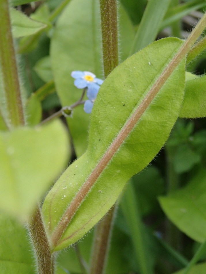 Myosotis sylvatica - Wood-forget-me-not Myosotis sylvatica - Wood-forget-me-not