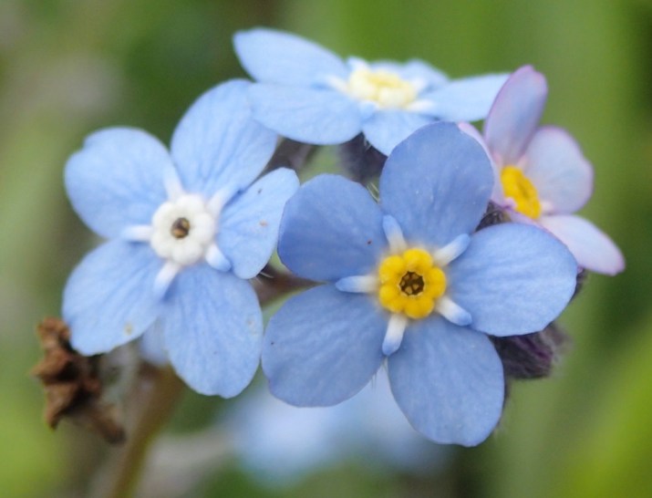 Myosotis sylvatica - Wood-forget-me-not Myosotis sylvatica - Wood-forget-me-not