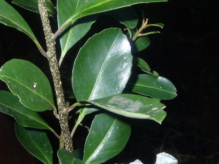 Myrsine howittiana - Muttonwood