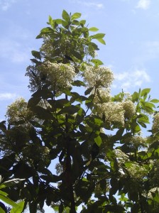 Olearia argophylla - Musk daisy-bush