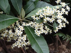 Olearia argophylla - Musk daisy-bush
