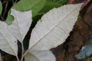 Olearia argophylla - Musk daisy-bush